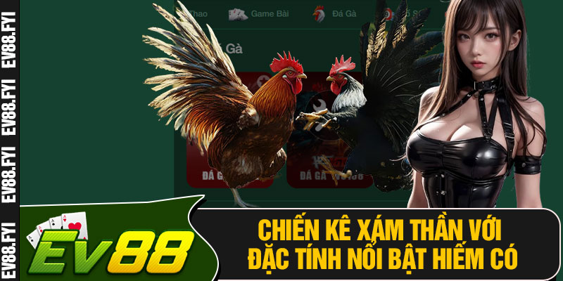 Chiến Kê Xám Thần Với Đặc Tính Nổi Bật Hiếm Có
