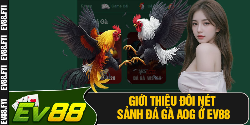 Giới Thiệu Đôi Nét Sảnh Đá Gà AOG Ở EV88