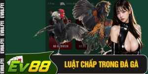 Luật Chấp Trong Đá Gà
