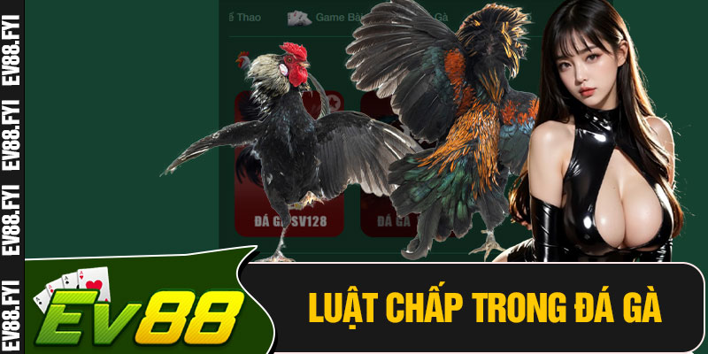 Luật Chấp Trong Đá Gà