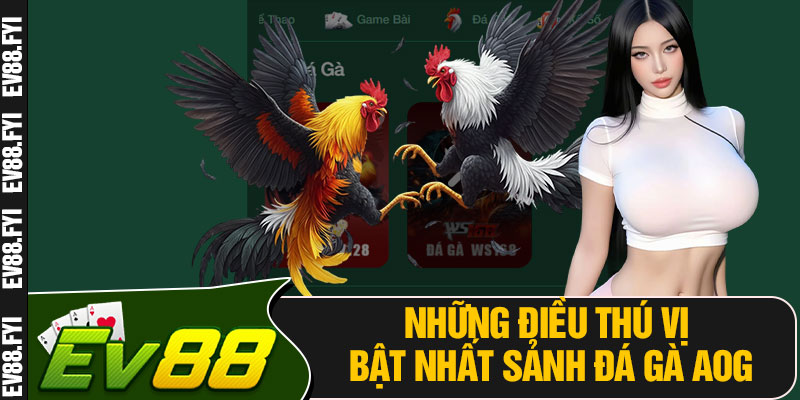 Những Điều Thú Vị Bật Nhất Sảnh Đá Gà AOG