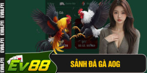 Sảnh Đá Gà AOG