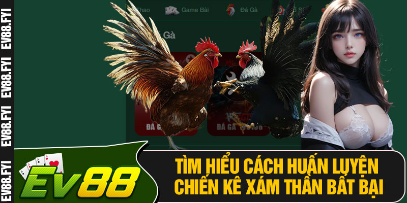 Tìm Hiểu Cách Huấn Luyện Chiến Kê Xám Thần Bất Bại